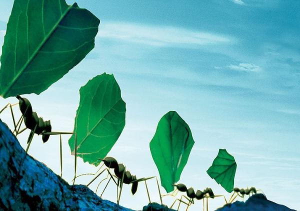 生物質(zhì)能遭質(zhì)疑 生物質(zhì)能遭質(zhì)疑